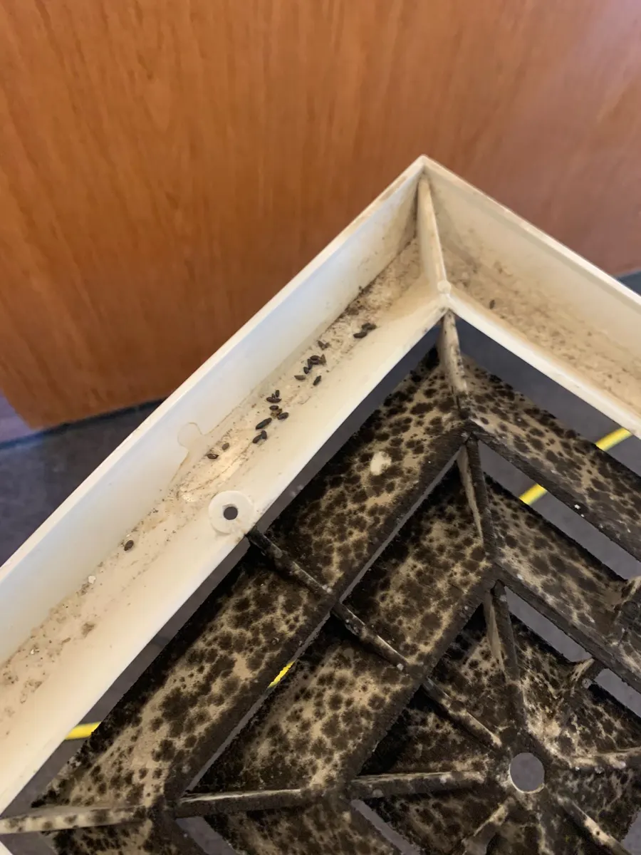 Real duct cleaning job photo — buildup inside a residential duct system